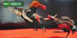 Đá gà Thomo có lẽ là một lựa chọn khá quen thuộc đối với cộng đồng kê thủ